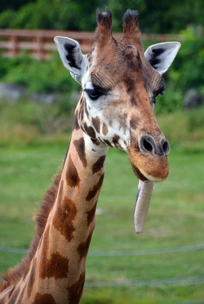 Portrait Tête Girafe Faune — Photo
