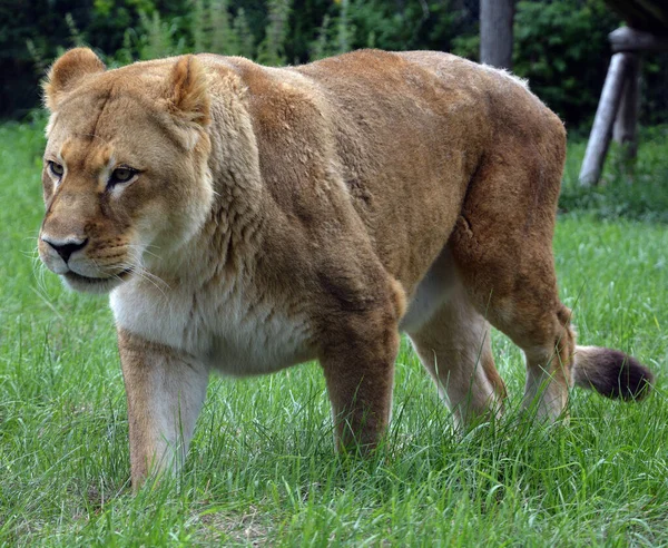 Lion Uno Los Cuatro Grandes Felinos Del Género Panthera Miembro — Foto de Stock