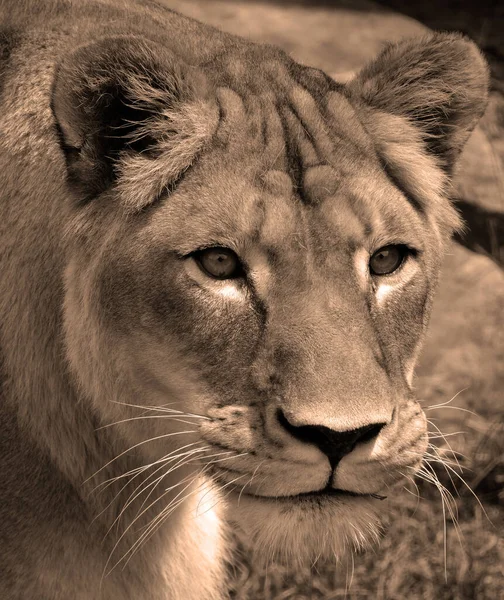 Aslan, Panthera cinsindeki dört büyük kediden biri ve Felidae familyasının bir üyesidir. Bazı erkekler 250 kg ağırlığı (550 lb) aşarak kaplandan sonra yaşayan en büyük ikinci kedidir.