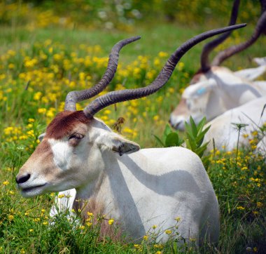 The East African oryxes (Oryx beisa), also known as the beisa is a species of antelope from East Africa. It has two subspecies: the common beisa oryx (Oryx beisa)