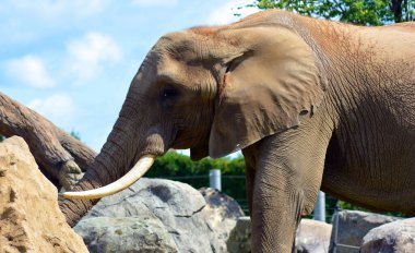 Afrika filleri Loxodonta cinsinin filleridir. Cins iki mevcut türe sahiptir: Afrika çalı fili, L. africana ve daha küçük Afrika orman fili.
