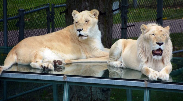 Leeuw Een Van Vier Grote Katten Van Het Geslacht Panthera — Stockfoto