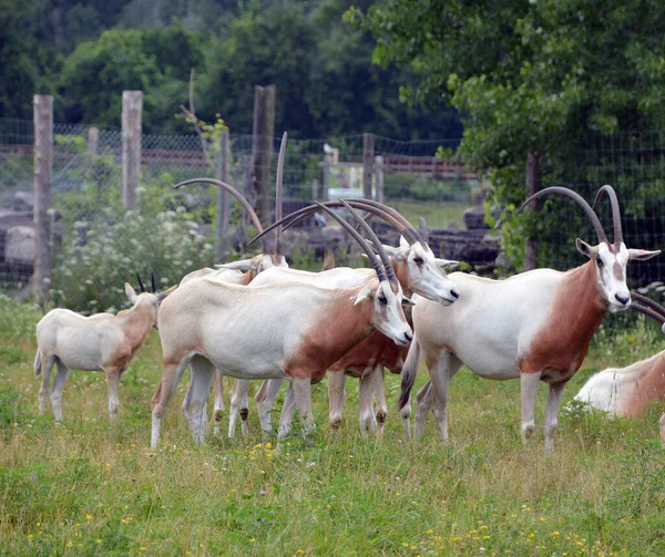 East African Oryxes Oryx Beisa Also Known Beisa Species Antelope — Stock Photo, Image
