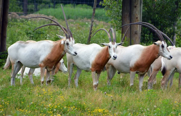 East African Oryxes Oryx Beisa Also Known Beisa Species Antelope — Stok fotoğraf