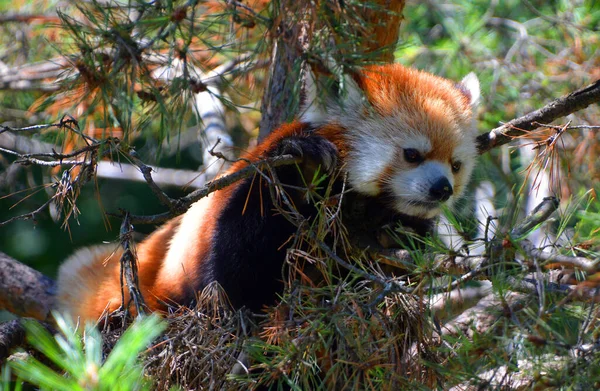 Panda Rouge Ailurus Fulgens Est Petit Mammifère Arboricole Originaire Est — Photo