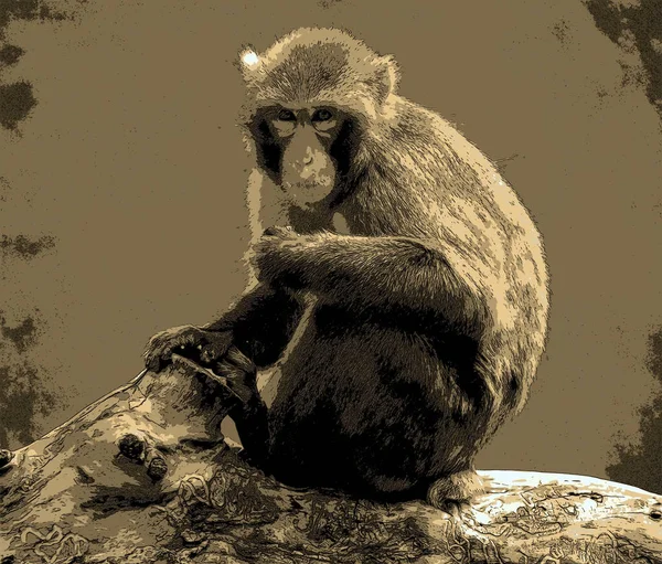 Niedlicher Affe Auf Baum — Stockfoto