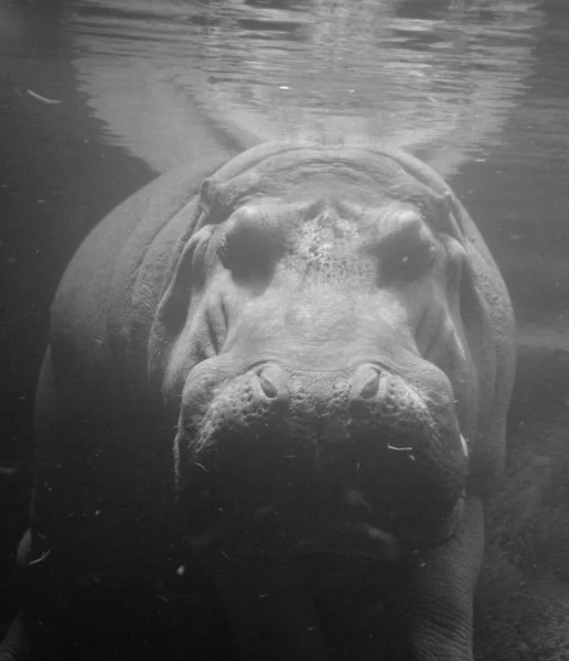 Black White Photo Water Hippopotamus Hippopotamus Amphibius Hippo Ancient Greek — Stockfoto