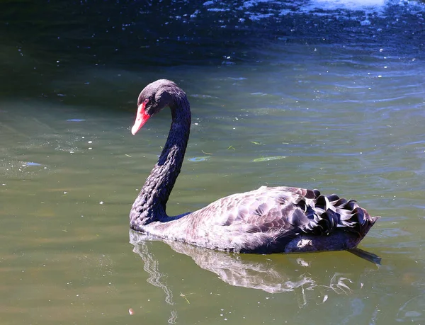 湖の黒鳥 — ストック写真