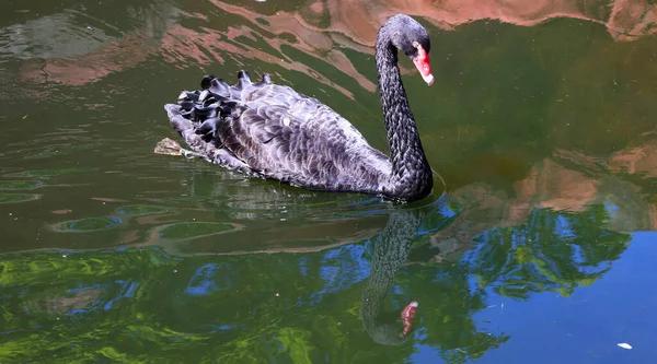 湖の黒鳥 — ストック写真