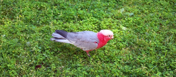 Galah Also Known Pink Grey Cockatoo Rose Breasted Cockatoo Walking — Stockfoto