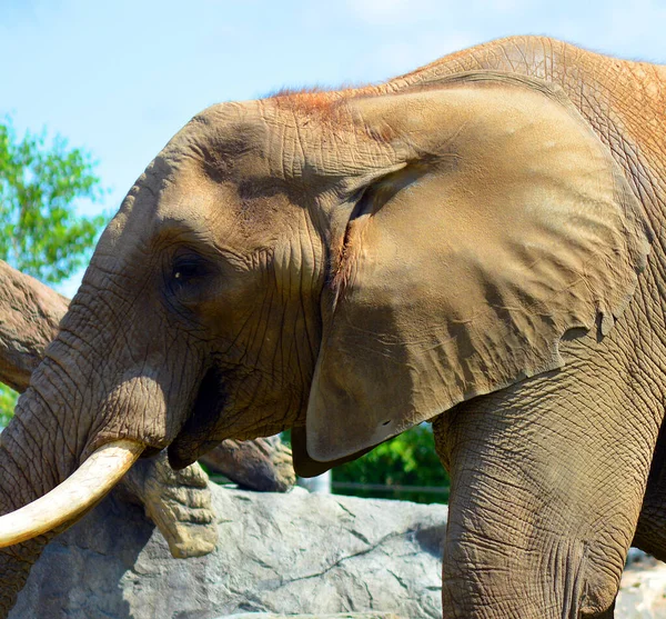 Los Elefantes Africanos Son Elefantes Del Género Loxodonta Género Está — Foto de Stock