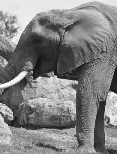 Elefantes Africanos São Elefantes Gênero Loxodonta Gênero Composto Por Duas — Fotografia de Stock