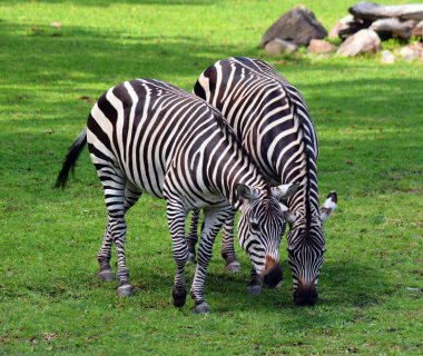 two zebras on grass 