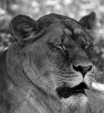 Aslan, Panthera cinsindeki dört büyük kediden biri ve Felidae familyasının bir üyesidir. Bazı erkekler 250 kg ağırlığı (550 lb) aşarak kaplandan sonra yaşayan en büyük ikinci kedidir.