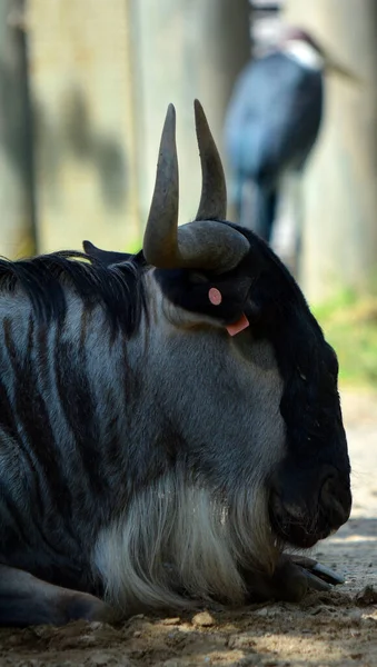close-up shot of black wild beast on zoo