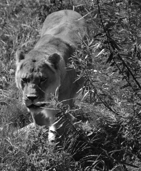Lion Dos Quatro Grandes Felinos Gênero Panthera Membro Família Felidae — Fotografia de Stock