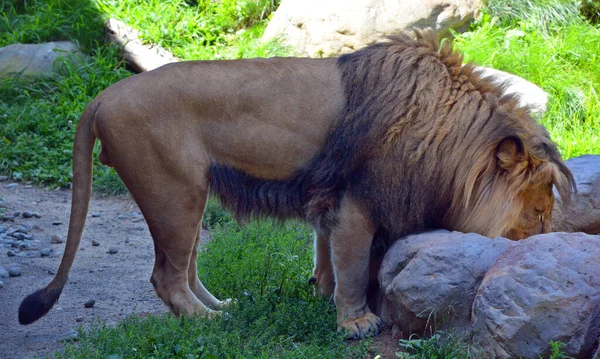 Lion Est Des Quatre Grands Félins Genre Panthera Membre Famille — Photo