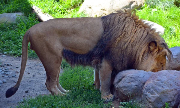 Aslan Panthera Cinsindeki Dört Büyük Kediden Biri Felidae Familyasının Bir — Stok fotoğraf