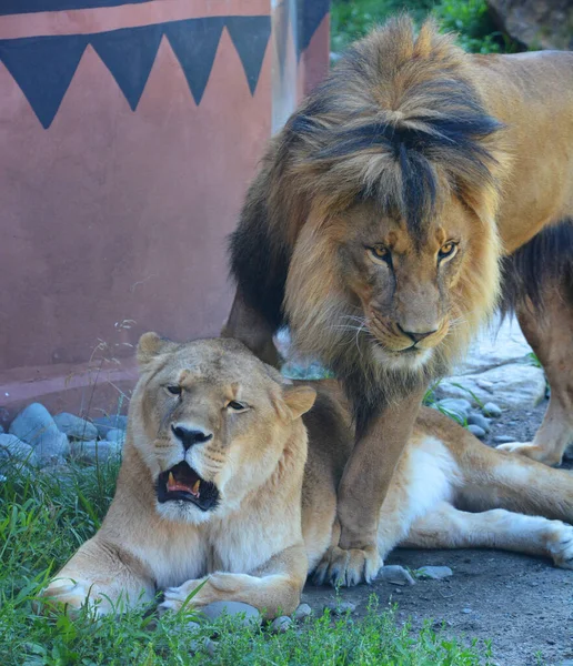 Lion Uno Los Cuatro Grandes Felinos Del Género Panthera Miembro —  Fotos de Stock