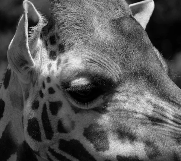 Zoo Close Giraffe Giraffa Camelopardalis African Even Toed Ungulate Mammal — Foto de Stock