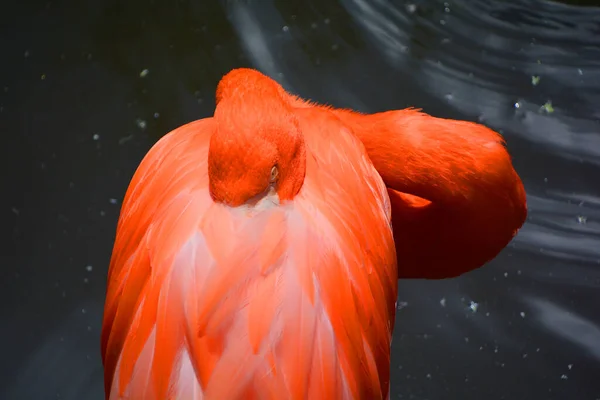 Flamingos Oder Flamingos Sind Eine Art Watvogel Die Einzige Gattung — Stockfoto