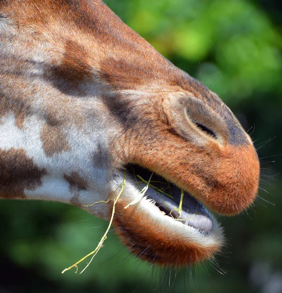 Zoo Close Giraffe Giraffa Camelopardalis African Even Toed Ungulate Mammal — стоковое фото