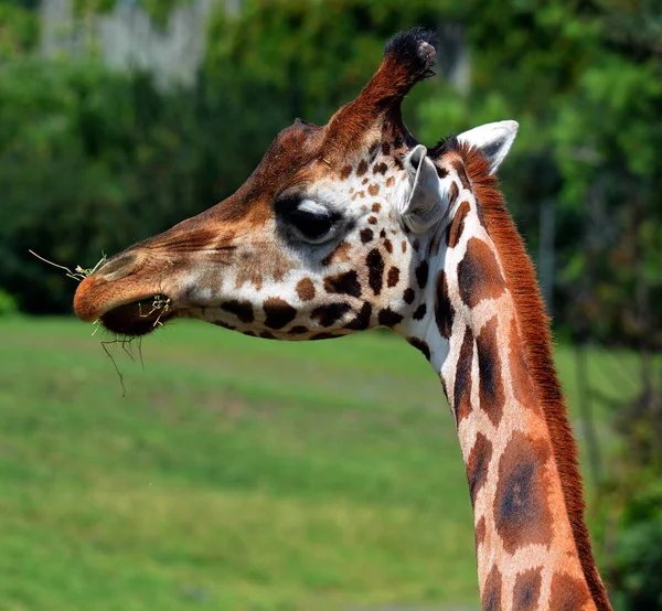 At the zoo close up giraffe (Giraffa camelopardalis) is an African even-toed ungulate mammal, the tallest of all extant land-living animal species, and the largest ruminant.