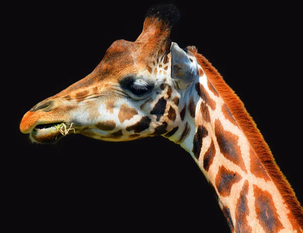 Zoo Close Giraffe Giraffa Camelopardalis African Even Toed Ungulate Mammal — Stock Photo, Image