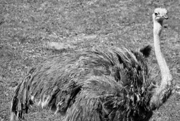 Ostrich Portrait Black White — Stockfoto