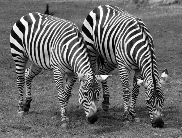 Duas Zebras Savannah — Fotografia de Stock