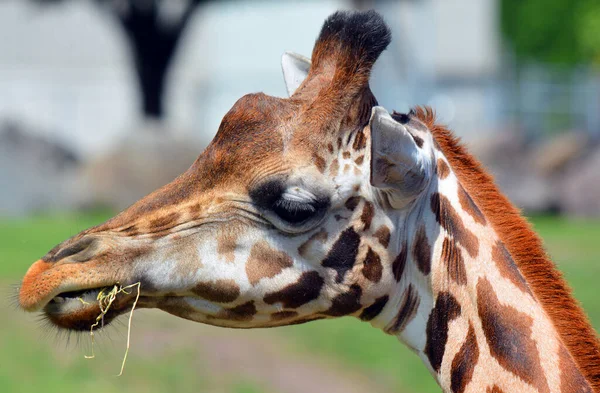 Zoo Close Giraffe Giraffa Camelopardalis African Even Toed Ungulate Mammal — Stok fotoğraf