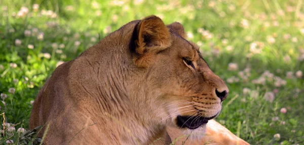 Lion Dos Quatro Grandes Felinos Gênero Panthera Membro Família Felidae — Fotografia de Stock