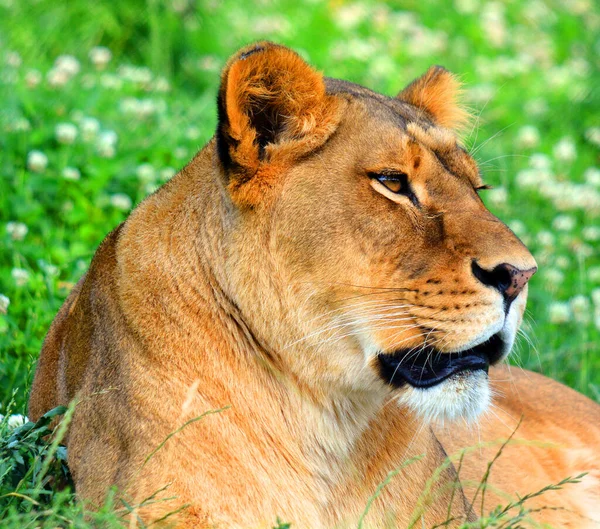 Aslan Panthera Cinsindeki Dört Büyük Kediden Biri Felidae Familyasının Bir — Stok fotoğraf