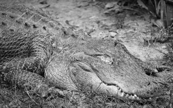 African Crocodile Largest Freshwater Predator Africa May Considered Second Largest — Stock fotografie