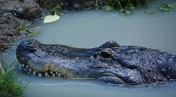 African Crocodile Largest Freshwater Predator Africa May Considered Second Largest — Stock Photo, Image