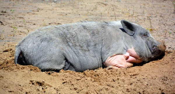 Closeup Shot Cute Pig Lying Ground — 图库照片