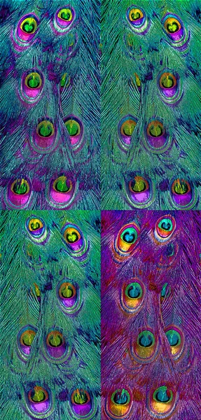 Peacock Feathers Sign Illustration Pop Art Background Icon Color Spots — Foto de Stock