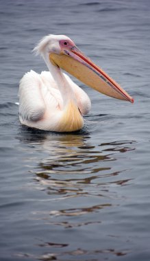 pelican in the water close-up view