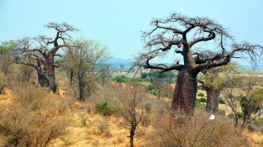 Baobab veya boab, boaboa, şişe ağacı, ters dönmüş ağaç ve maymun ekmek ağacı. Chobe Ulusal Parkı Botswana Afrika 'daki en büyük oyun yoğunluklarından biri ülkenin üçüncü büyük parkıdır.