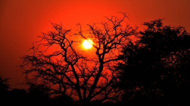 Ormanda güzel bir gün batımı 