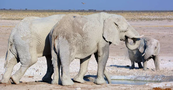 Large African Elephants Botswana — Foto de Stock