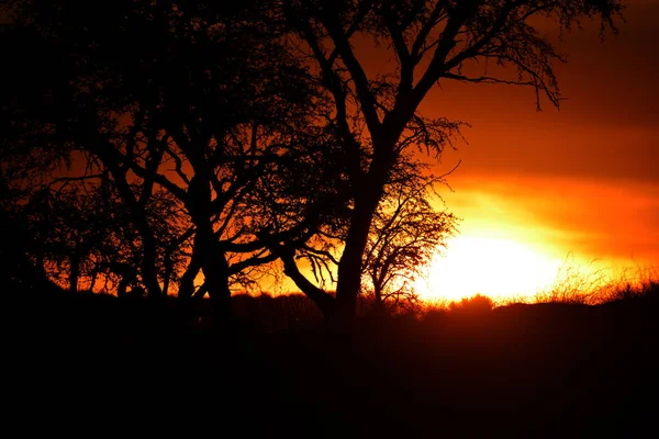 Hermoso Atardecer Bosque —  Fotos de Stock