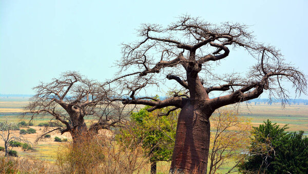 Baobab or boab, boaboa, bottle tree, upside-down tree, and monkey bread tree. Chobe National Park Botswana one of the largest concentrations of game in Africa is the third largest park in the country