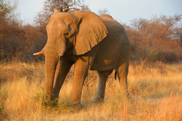 Large African Elephant Botswana — 스톡 사진