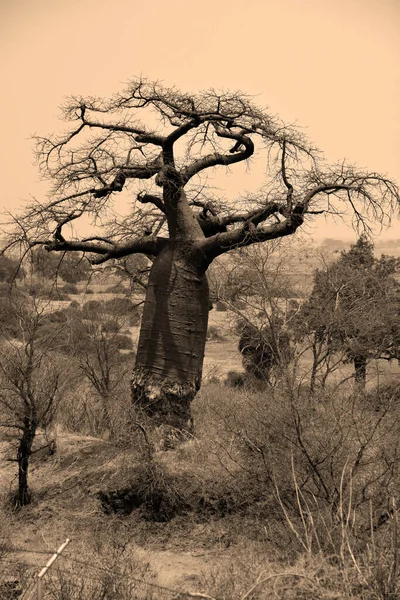 Baobab Oder Boab Boaboa Flaschenbaum Umgedrehter Baum Und Affenbrotbaum Chobe — Stockfoto