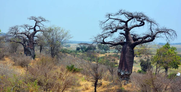 Baobab Oder Boab Boaboa Flaschenbaum Umgedrehter Baum Und Affenbrotbaum Chobe — Stockfoto