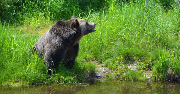 Grizzlybeer Grizzlybeer Een Ondersoort Van Bruine Beer Uit Familie Van — Stockfoto