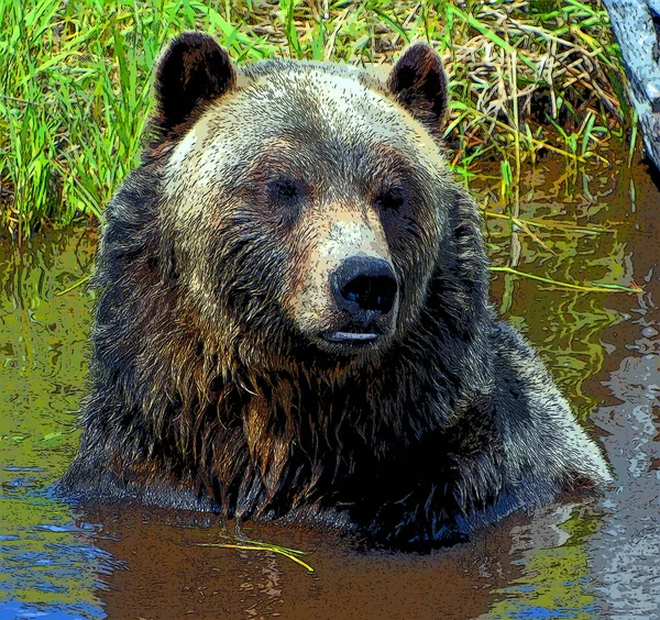 灰熊又称银头熊 Silvertip Bear 是北美棕熊的一个亚种 通常生活在北美洲西部的高地 — 图库照片