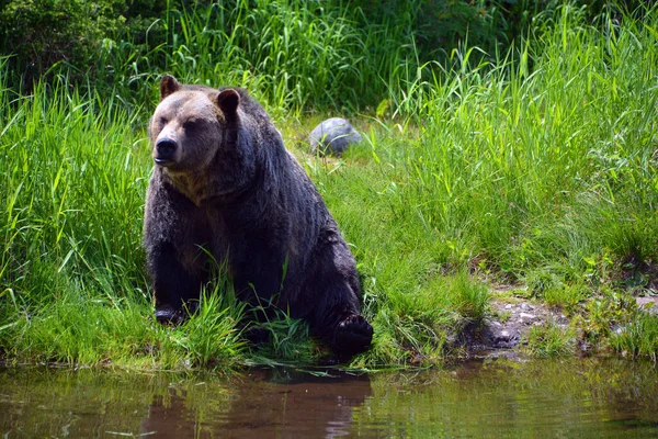 회색곰은 회색곰 북아메리카 곰으로 도알려져 있으며 일반적으로 북아메리카 서부의 지대에서 — 스톡 사진