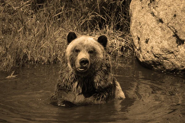 Αρκούδα Γκρίζλι Επίσης Γνωστή Αρκούδα Σίλβερτιπ Γκρίζλι Καφέ Αρκούδα Της — Φωτογραφία Αρχείου